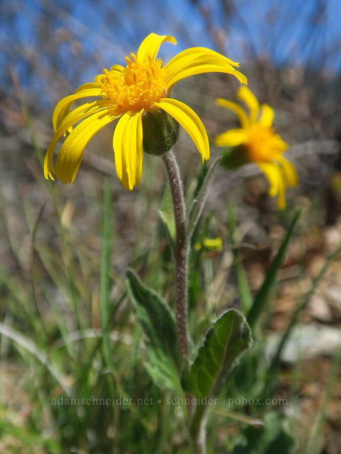 serpentine arnica (Arnica cernua) [Days Gulch Botanical Area, Josephine County, Oregon]
