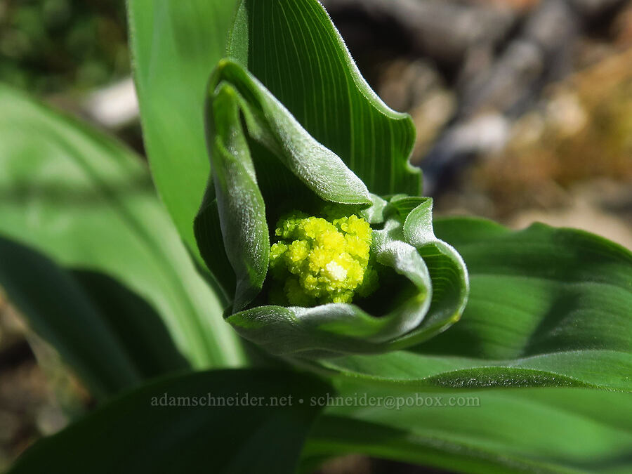 feathery false-Solomon's-seal (Maianthemum racemosum ssp. amplexicaule (Smilacina racemosa)) [Days Gulch Botanical Area, Josephine County, Oregon]