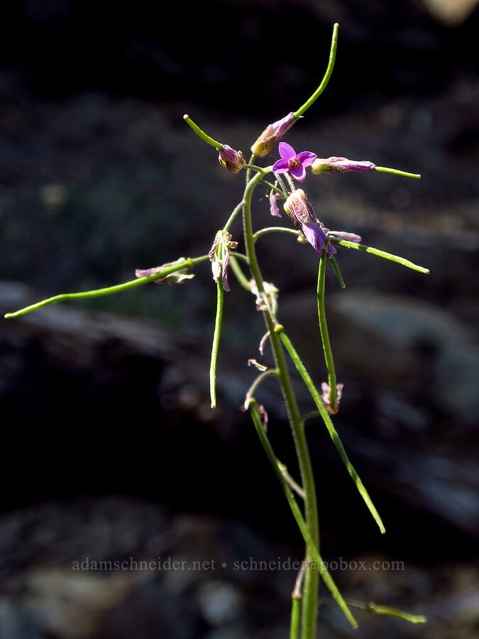Klamath rock-cress (Boechera subpinnatifida (Arabis subpinnatifida)) [Days Gulch Botanical Area, Josephine County, Oregon]