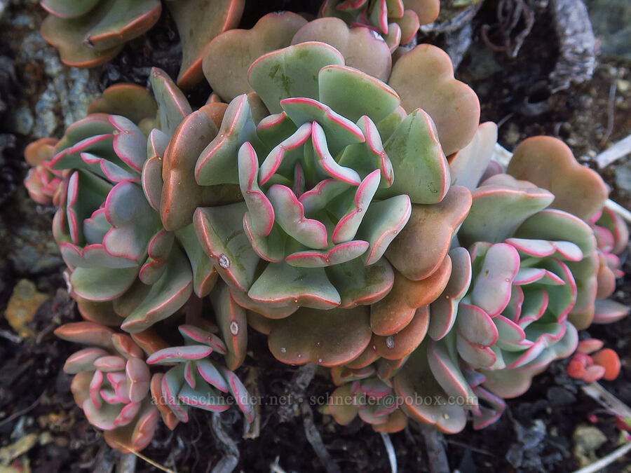 rose-flower stonecrop leaves (Sedum laxum ssp. laxum) [Days Gulch Botanical Area, Josephine County, Oregon]