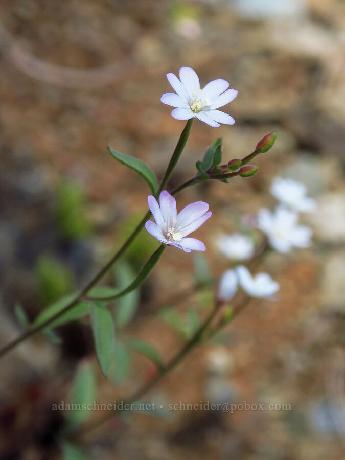 chaparral willow-herb (Epilobium minutum) [Days Gulch Botanical Area, Josephine County, Oregon]