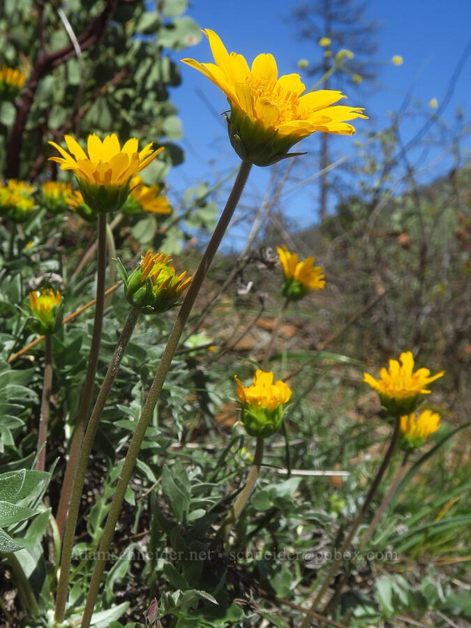 balsamroot (Balsamorhiza sp.) [Days Gulch Botanical Area, Josephine County, Oregon]