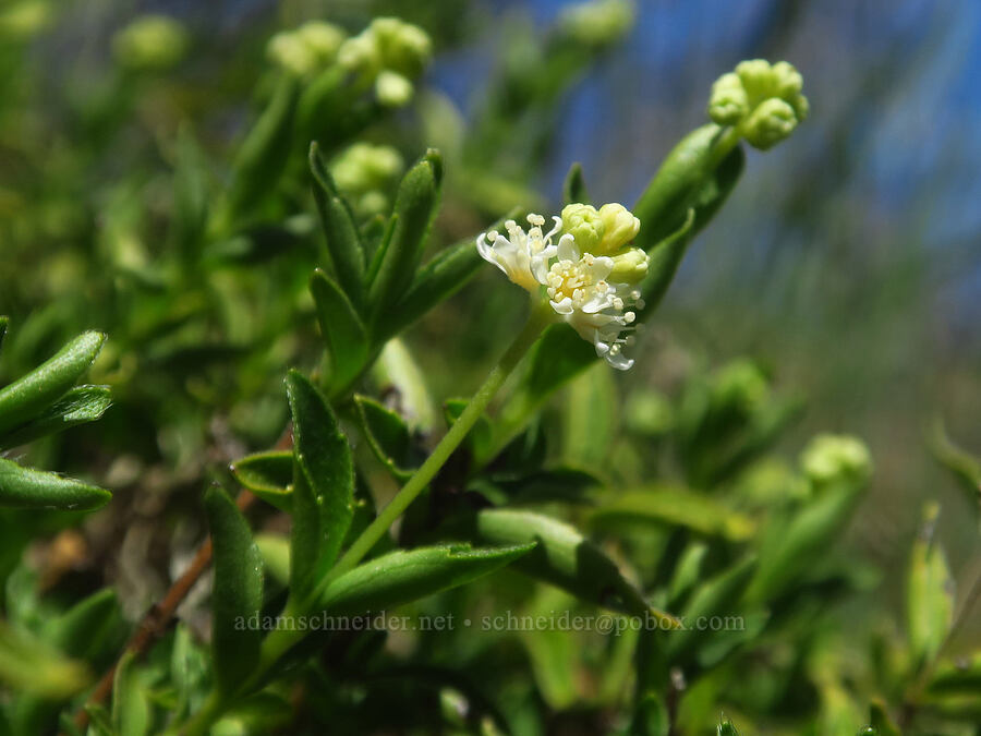 modesty (yerba de selva) (Whipplea modesta) [Days Gulch Botanical Area, Josephine County, Oregon]