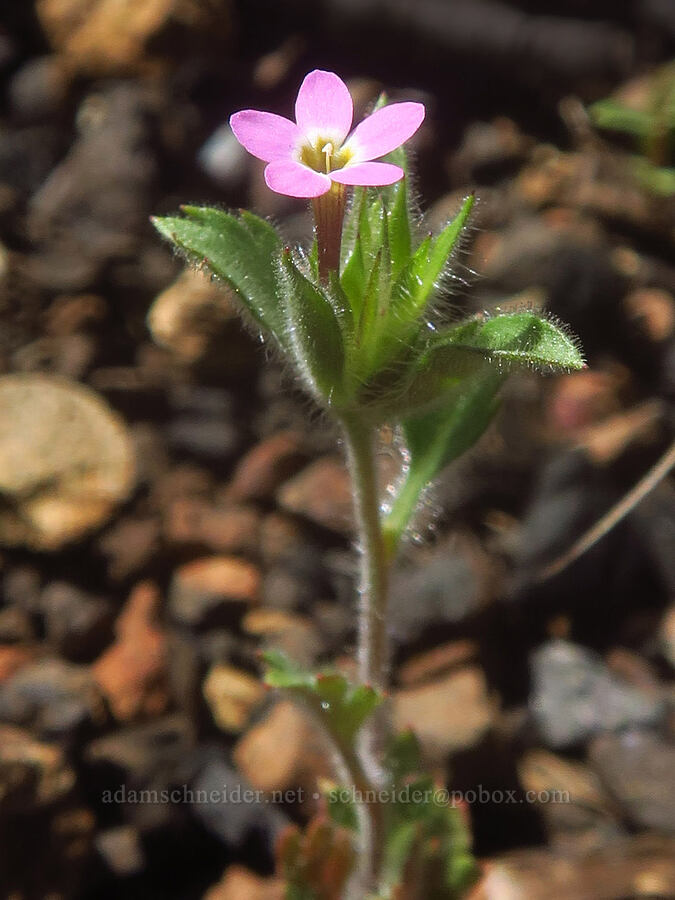 varied-leaf collomia (Collomia heterophylla) [Days Gulch Botanical Area, Josephine County, Oregon]