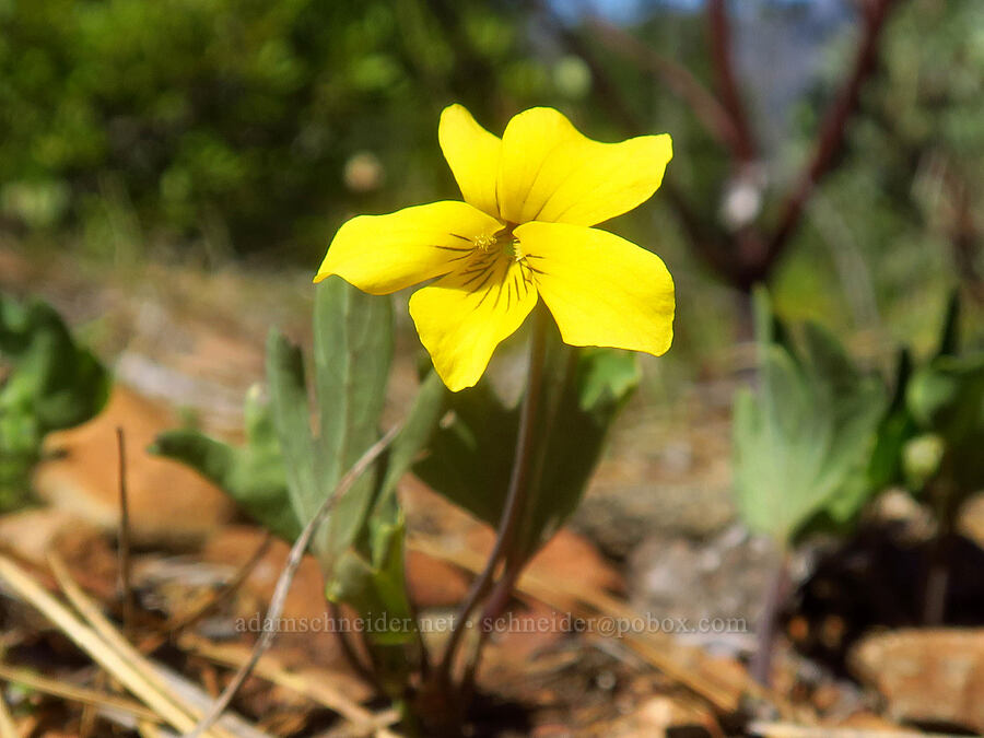 pine violet (Viola lobata ssp. lobata) [Days Gulch Botanical Area, Josephine County, Oregon]