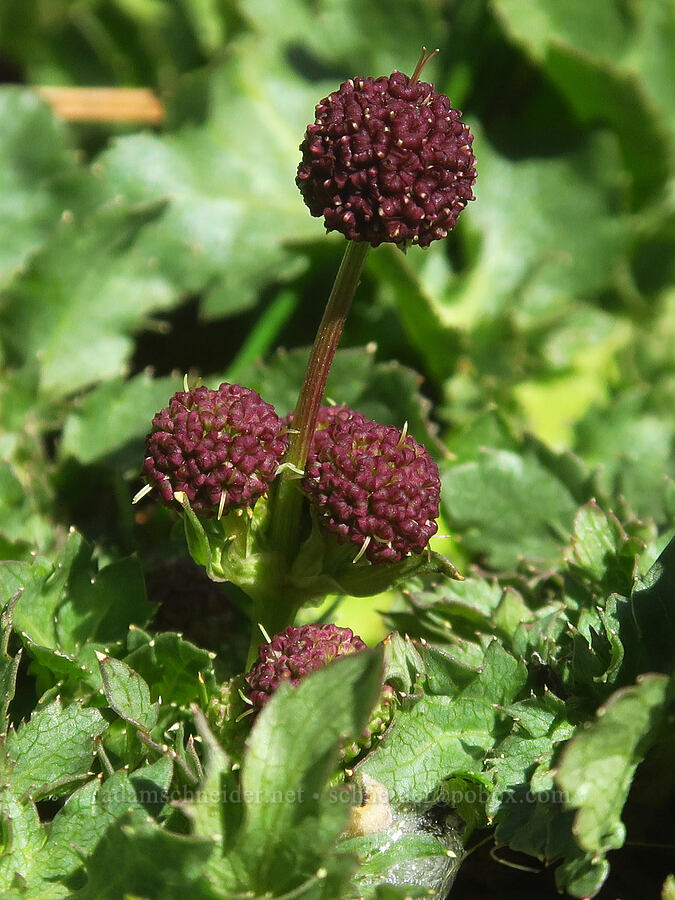 purple sanicle (Sanicula bipinnatifida) [Days Gulch Botanical Area, Josephine County, Oregon]