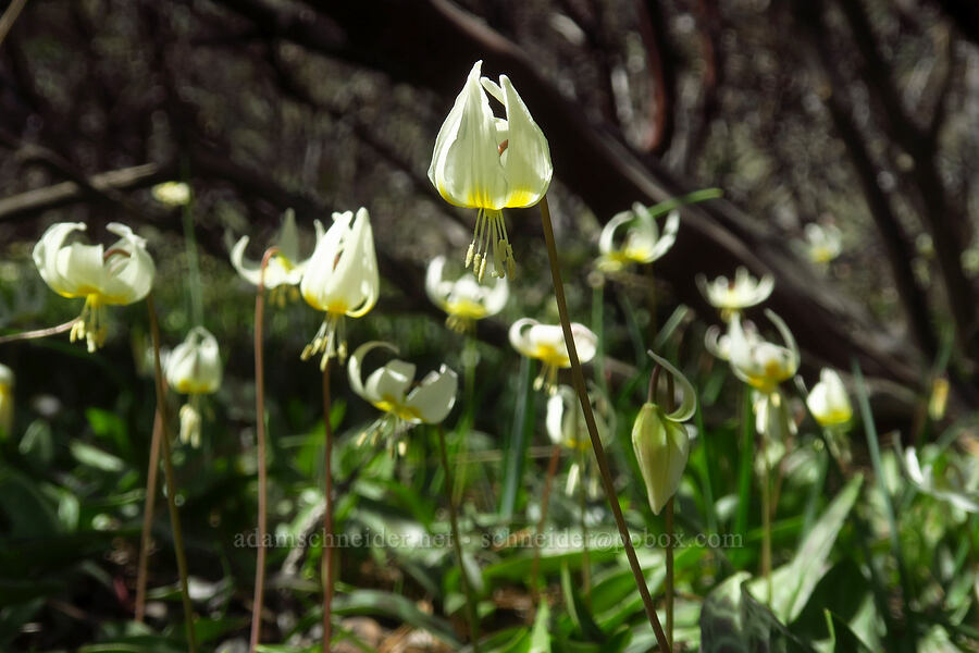 lemon fawn lilies (Erythronium citrinum) [Days Gulch Botanical Area, Josephine County, Oregon]