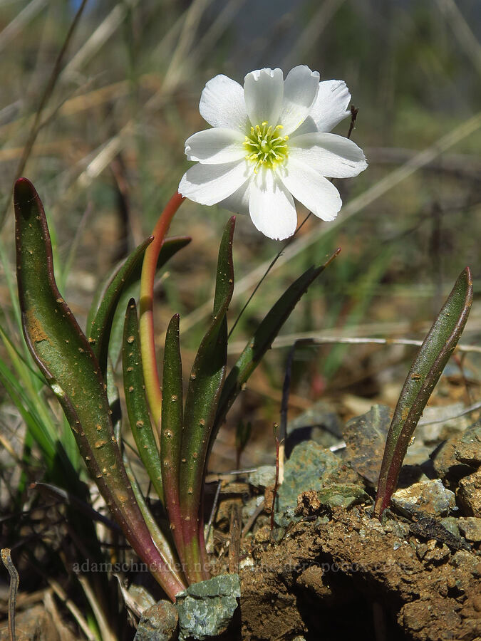 opposite-leaf lewisia (Lewisia oppositifolia) [Days Gulch Botanical Area, Josephine County, Oregon]