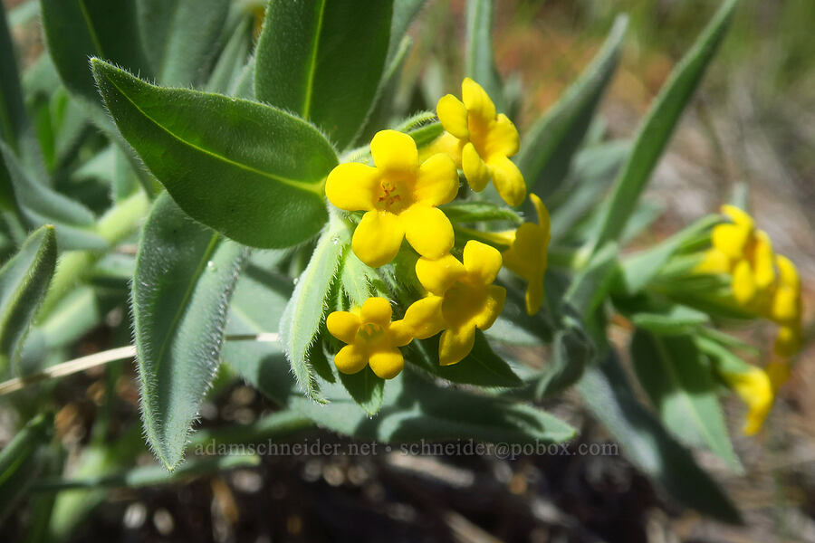 California puccoon (Lithospermum californicum) [Days Gulch Botanical Area, Josephine County, Oregon]