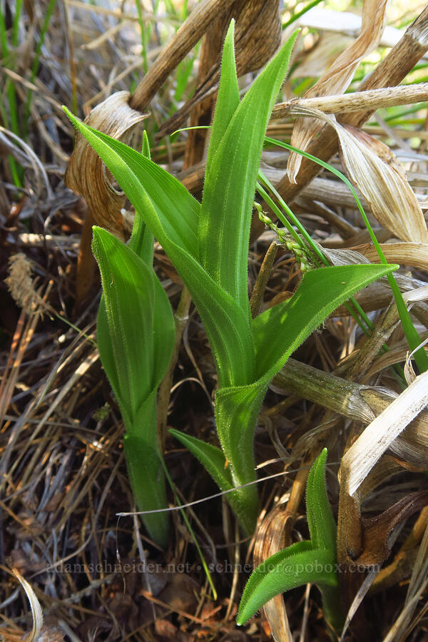 California lady's slipper shoots (Cypripedium californicum) [Days Gulch Botanical Area, Josephine County, Oregon]