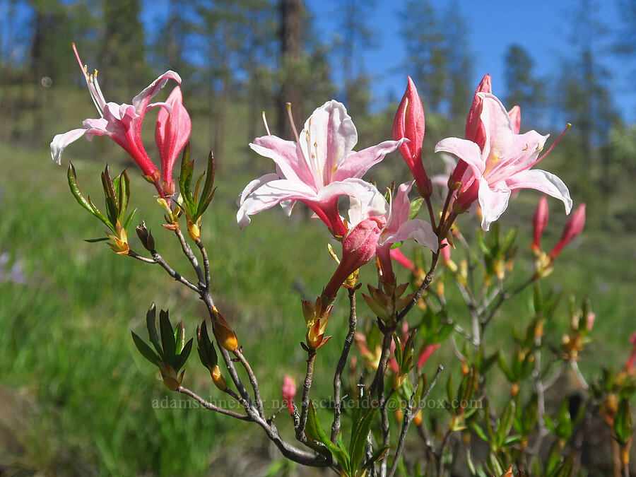 western azaleas (Rhododendron occidentale) [Days Gulch Botanical Area, Josephine County, Oregon]
