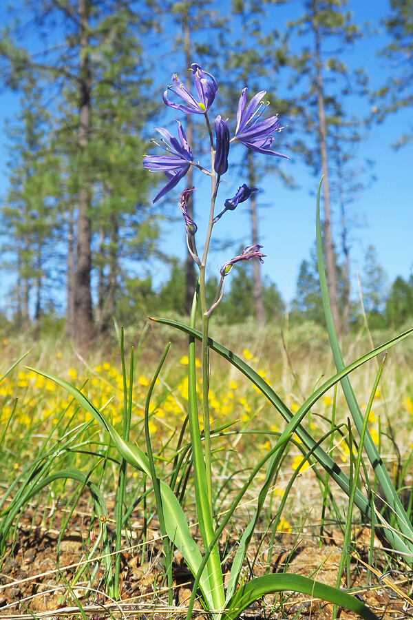 great camas (Camassia leichtlinii ssp. suksdorfii) [Eight Dollar Mountain ACEC, Josephine County, Oregon]