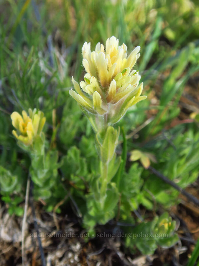 pale yellow short-lobe paintbrush (Castilleja brevilobata (Castilleja hispida ssp. brevilobata)) [Eight Dollar Mountain ACEC, Josephine County, Oregon]