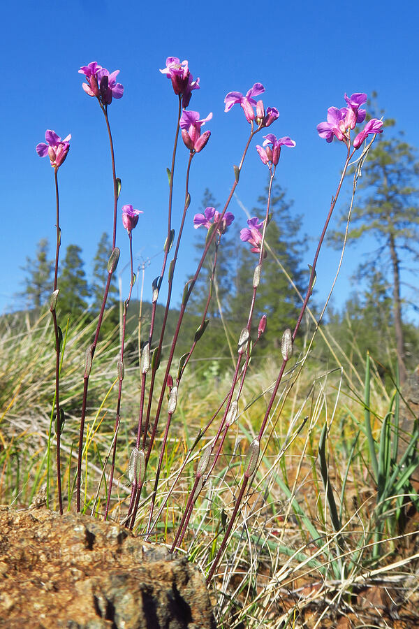 Waldo rock-cress (Arabis aculeolata) [Eight Dollar Mountain ACEC, Josephine County, Oregon]