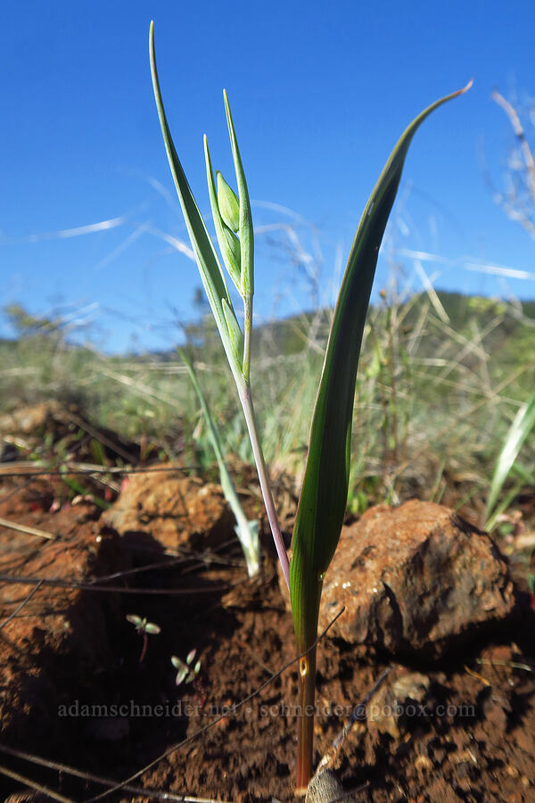 Tolmie's mariposa lily, budding (Calochortus tolmiei) [Eight Dollar Mountain ACEC, Josephine County, Oregon]