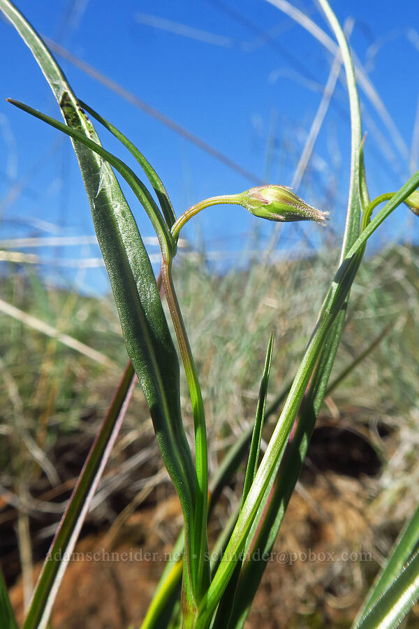cut-leaf silver-puffs (Microseris laciniata (Scorzonella laciniata)) [Eight Dollar Mountain ACEC, Josephine County, Oregon]