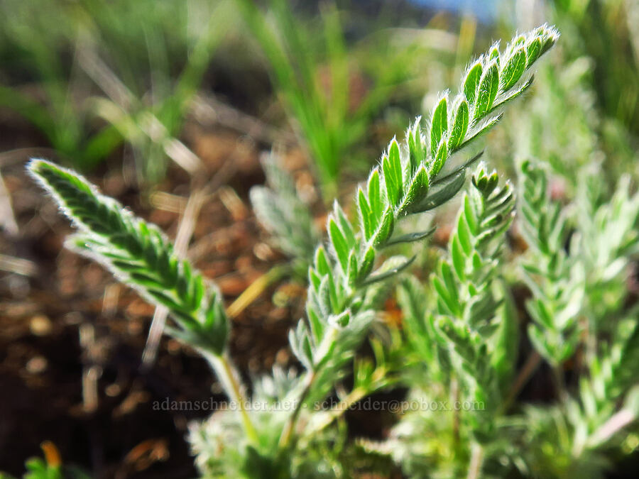 Howell's horkelia leaves (Horkelia howellii) [Eight Dollar Mountain ACEC, Josephine County, Oregon]