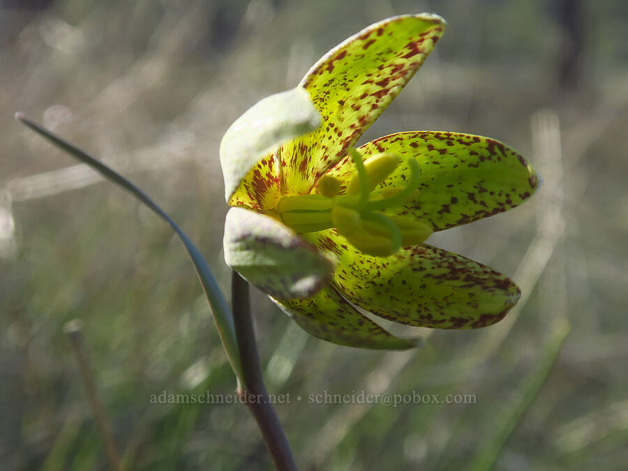Siskiyou fritillary (Fritillaria glauca) [Eight Dollar Mountain ACEC, Josephine County, Oregon]