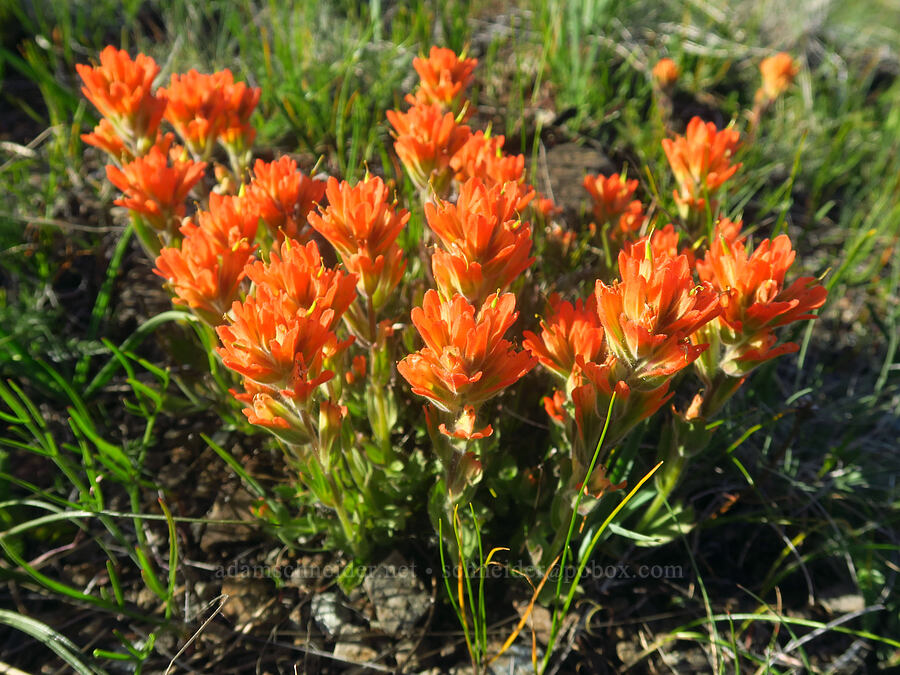 short-lobe paintbrush (Castilleja brevilobata (Castilleja hispida ssp. brevilobata)) [Eight Dollar Mountain ACEC, Josephine County, Oregon]