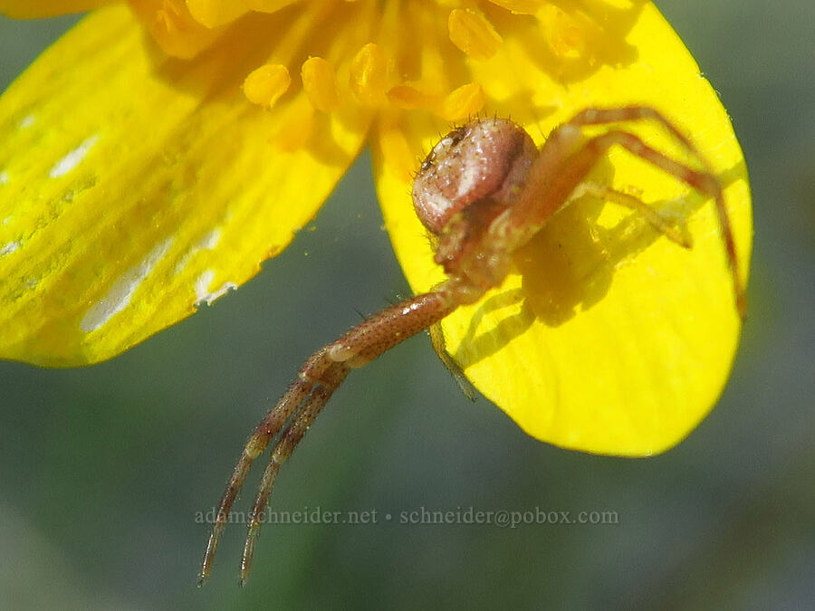 crab spider on a buttercup (Mecaphesa sp., Ranunculus sp.) [Eight Dollar Mountain ACEC, Josephine County, Oregon]