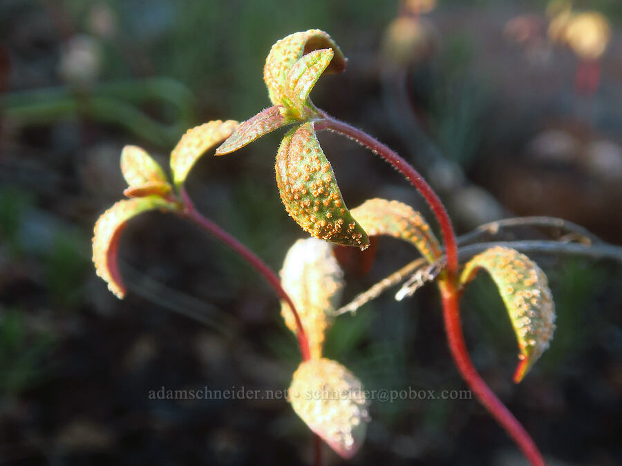 rust fungus on rock-cress leaves (Puccinia monoica) [Eight Dollar Mountain ACEC, Josephine County, Oregon]