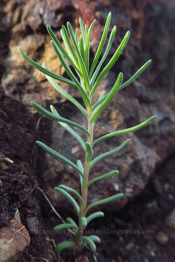unknown wildflower leaves [Eight Dollar Mountain ACEC, Josephine County, Oregon]