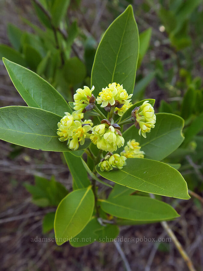 California bay (Oregon myrtle) flowers (Umbellularia californica) [Eight Dollar Mountain ACEC, Josephine County, Oregon]