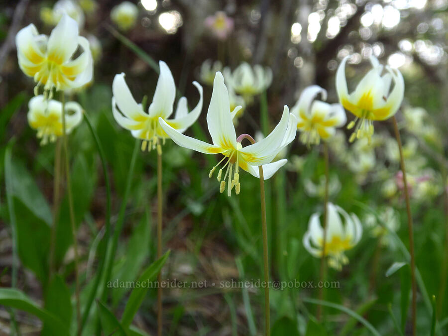 lemon fawn lilies (Erythronium citrinum) [Eight Dollar Mountain ACEC, Josephine County, Oregon]