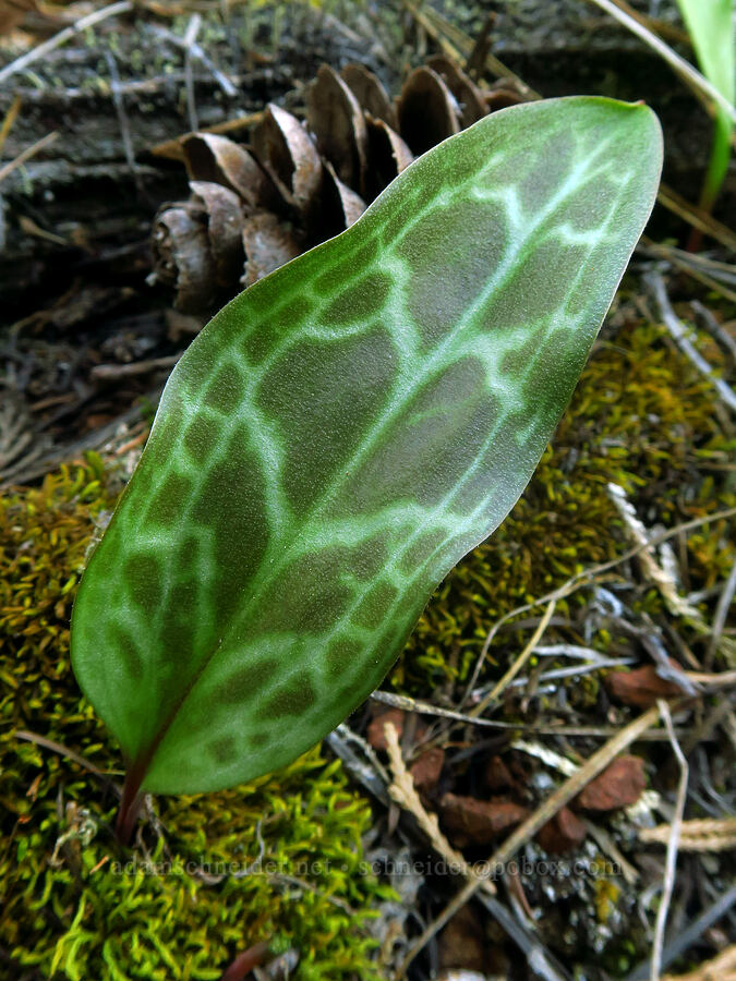 lemon fawn lily leaf (Erythronium citrinum) [Eight Dollar Mountain ACEC, Josephine County, Oregon]
