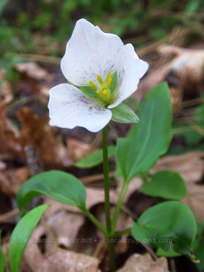 Siskiyou trillium (brook wake-robin) (Pseudotrillium rivale (Trillium rivale)) [Eight Dollar Mountain ACEC, Josephine County, Oregon]