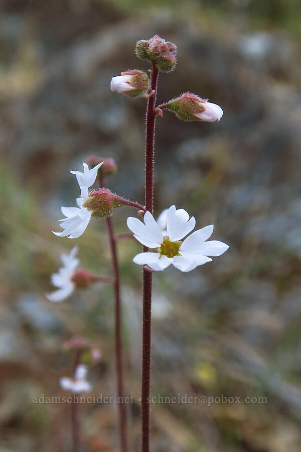 San Francisco woodland star (Lithophragma affine) [Siskiyou Field Institute, Josephine County, Oregon]