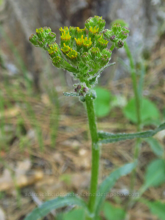 western groundsel (Senecio integerrimus) [Siskiyou Field Institute, Josephine County, Oregon]
