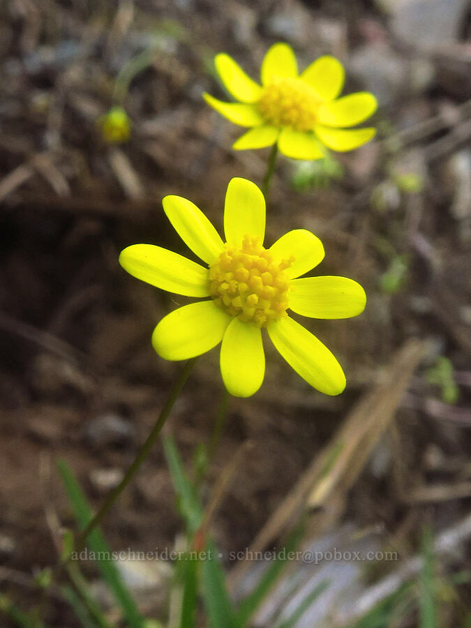 gold stars (Crocidium multicaule) [Siskiyou Field Institute, Josephine County, Oregon]