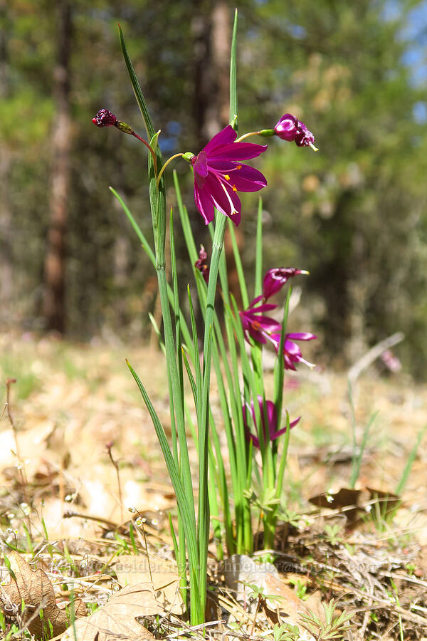 grass-widows (Olsynium douglasii) [east of Canyon Creek, Soda Springs Wildlife Area, Klickitat County, Washington]