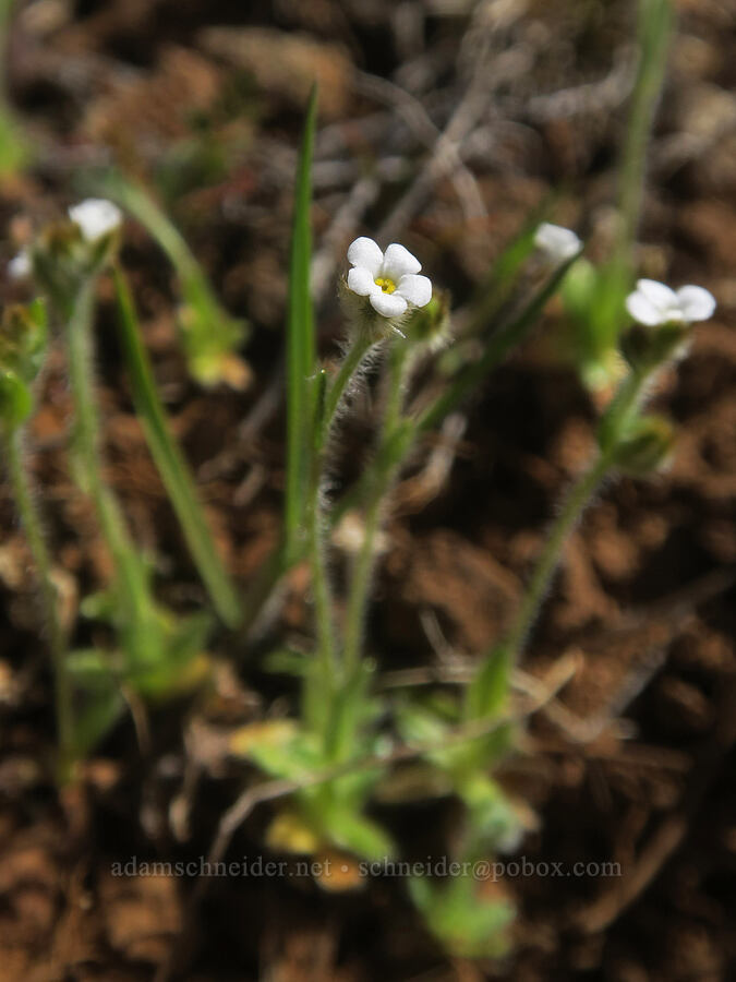 slender popcorn flower (Plagiobothrys tenellus) [east of Canyon Creek, Soda Springs Wildlife Area, Klickitat County, Washington]
