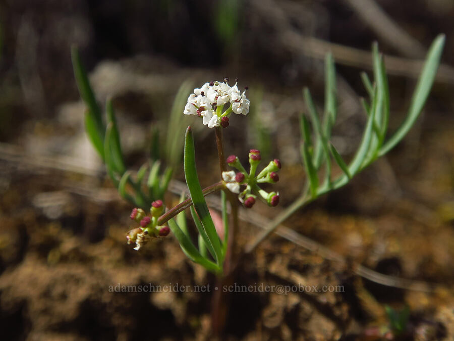 Piper's desert parsley (Lomatium piperi) [east of Canyon Creek, Soda Springs Wildlife Area, Klickitat County, Washington]