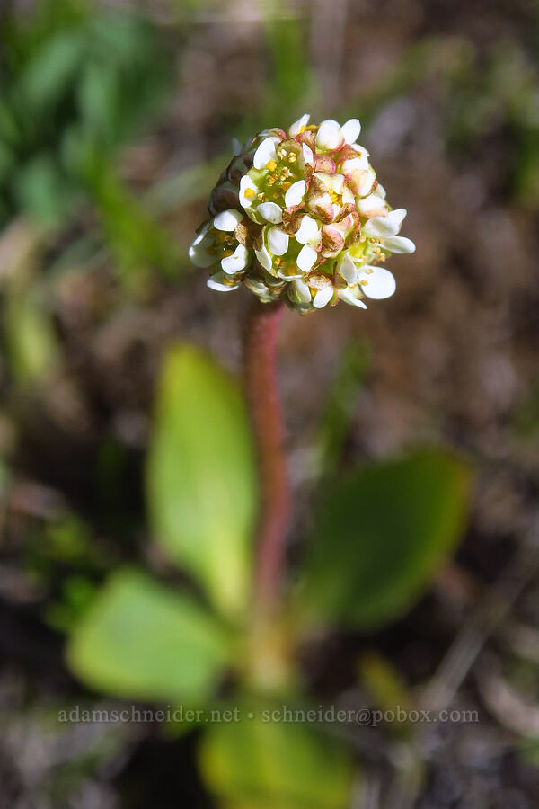 whole-leaf saxifrage (Micranthes integrifolia (Saxifraga integrifolia)) [east of Canyon Creek, Soda Springs Wildlife Area, Klickitat County, Washington]