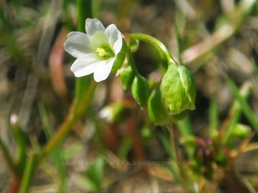montia (Montia sp.) [east of Canyon Creek, Soda Springs Wildlife Area, Klickitat County, Washington]