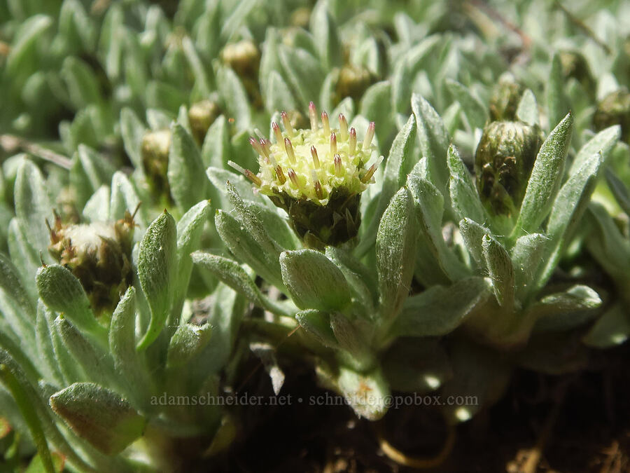 low pussy-toes (Antennaria dimorpha) [east of Canyon Creek, Soda Springs Wildlife Area, Klickitat County, Washington]