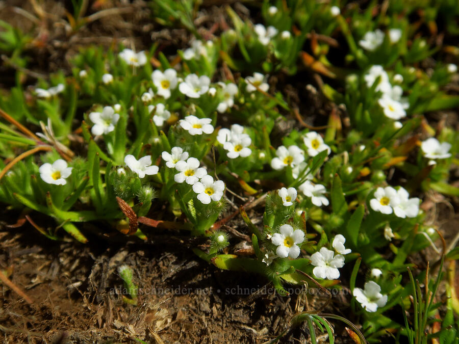 slender-branched popcorn flower (Plagiobothrys leptocladus) [east of Canyon Creek, Soda Springs Wildlife Area, Klickitat County, Washington]