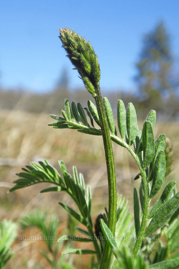 Hood River milk-vetch, budding (Astragalus hoodianus) [South Breaks Road, Soda Springs Wildlife Area, Klickitat County, Washington]