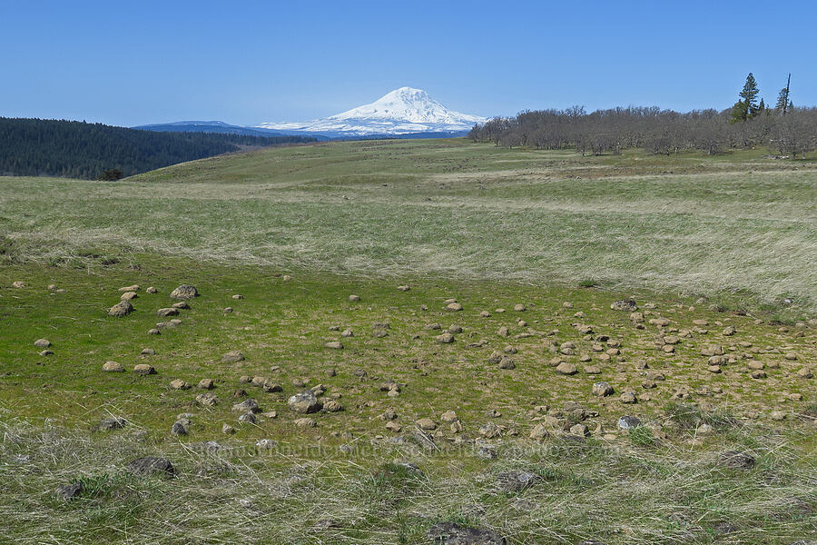 dried-up vernal pool (and Mount Adams) [South Breaks Road, Soda Springs Wildlife Area, Klickitat County, Washington]