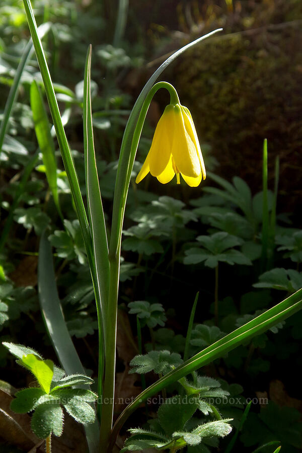 yellow bells (Fritillaria pudica) [Klickitat Canyon, Soda Springs Wildlife Area, Klickitat County, Washington]