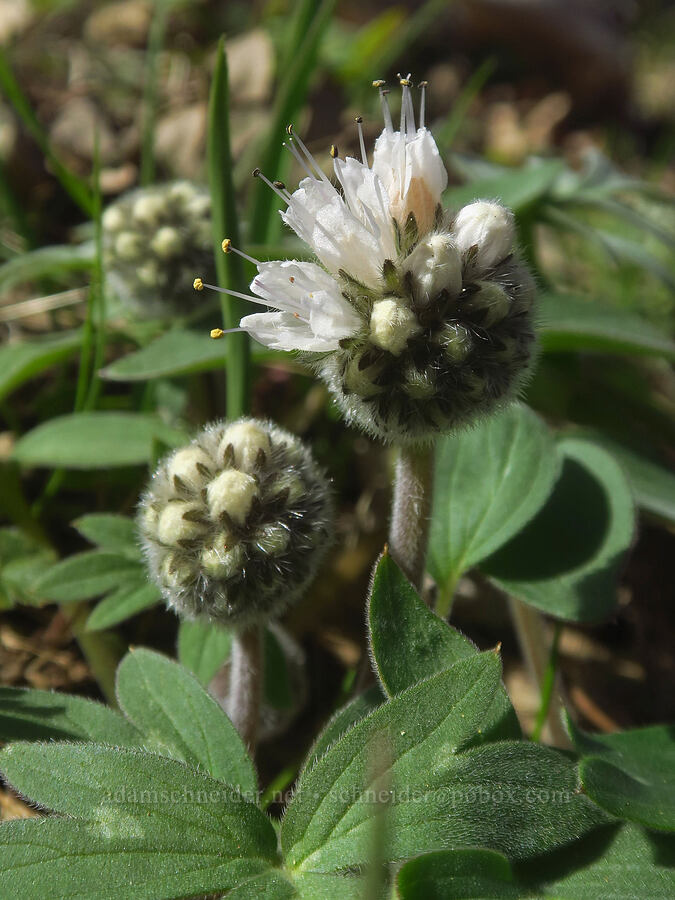 ball-head waterleaf (Hydrophyllum capitatum var. thompsonii) [Klickitat Canyon, Soda Springs Wildlife Area, Klickitat County, Washington]