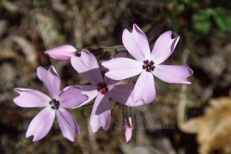 showy phlox (Phlox speciosa) [Klickitat Canyon, Soda Springs Wildlife Area, Klickitat County, Washington]