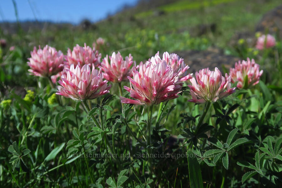 big-head clover (Trifolium macrocephalum) [Glenwood Highway, Soda Springs Wildlife Area, Klickitat County, Washington]