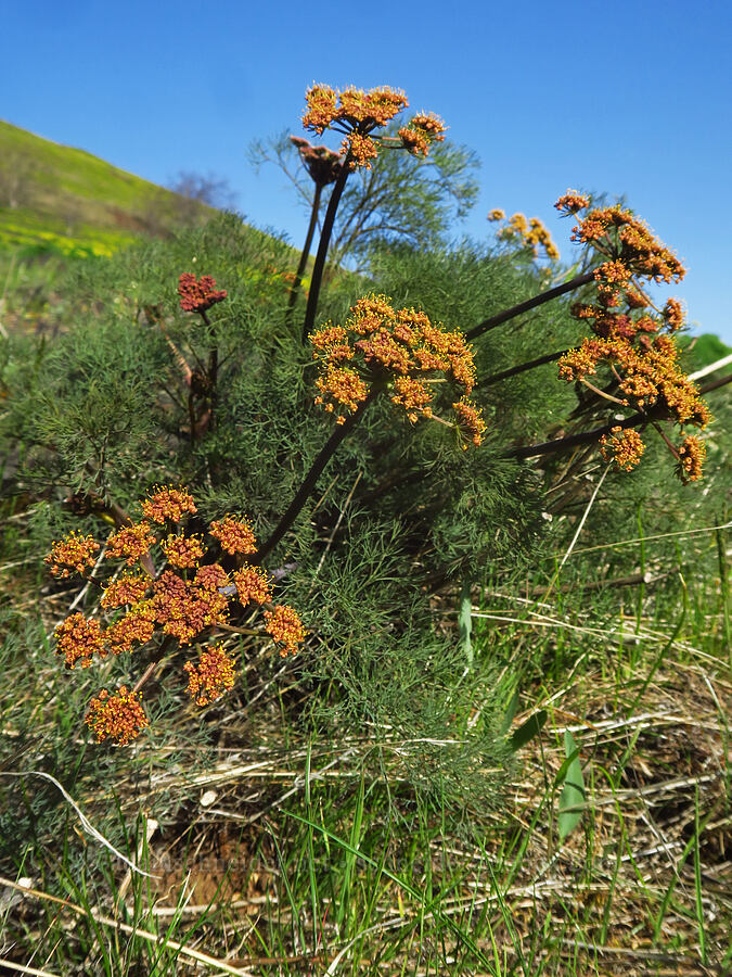 orange Klickitat desert parsley (Lomatium klickitatense (Lomatium grayi)) [Glenwood Highway, Soda Springs Wildlife Area, Klickitat County, Washington]