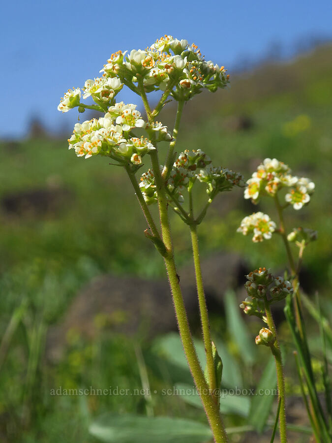 brittle-leaf saxifrage (Micranthes fragosa (Saxifraga integrifolia var. claytoniifolia)) [Glenwood Highway, Soda Springs Wildlife Area, Klickitat County, Washington]