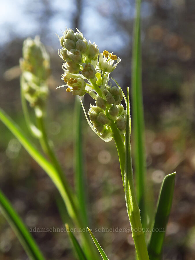 panicled death-camas (Toxicoscordion paniculatum (Zigadenus paniculatus)) [Stinson Flat, Klickitat County, Washington]