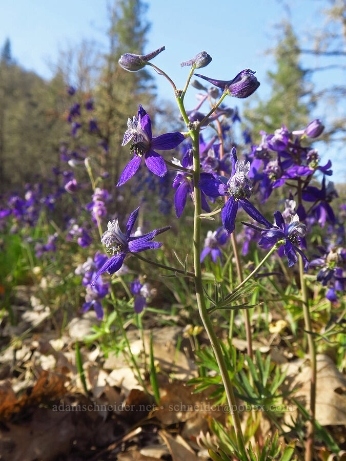 upland larkspur (Delphinium nuttallianum) [Mineral Springs Wildlife Area, Klickitat County, Washington]